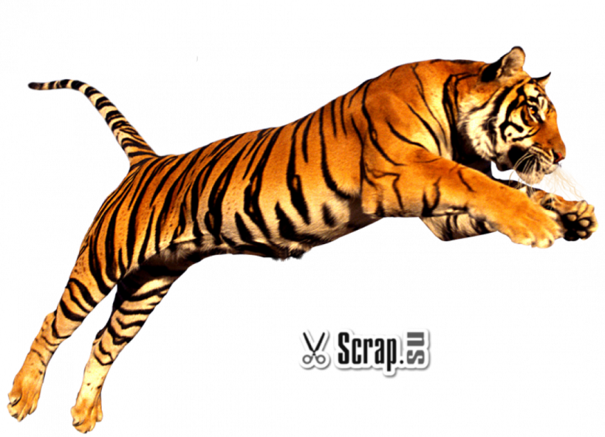 Download PNG image - Tiger PNG HD 