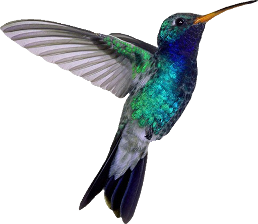 Download PNG image - Turquoise Flying Hummingbird PNG Image 