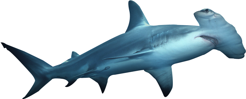 Download PNG image - Aquatic Real Shark PNG HD 