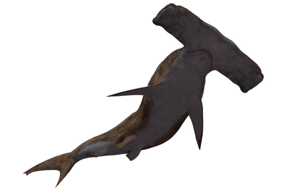 Download PNG image - Aquatic Real Shark PNG Transparent Image 