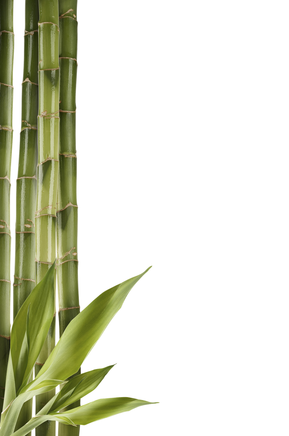 Download PNG image - Bamboo PNG Clipart 