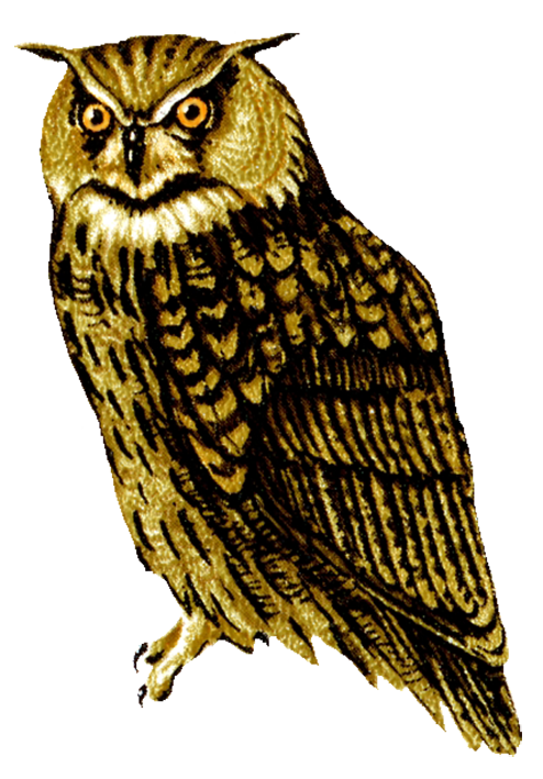Download PNG image - Barn Owl PNG Transparent Picture 