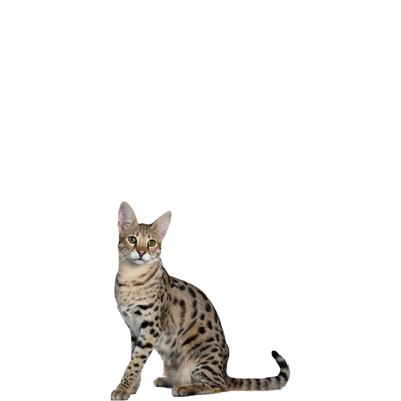 Download PNG image - Bengal Cats PNG Isolated Image 