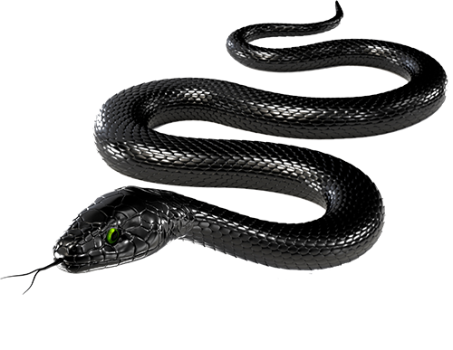 Download PNG image - Black Snake PNG Transparent Image 