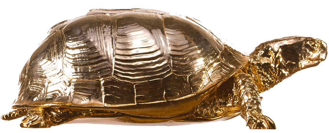 Download PNG image - Box Turtle PNG Picture 
