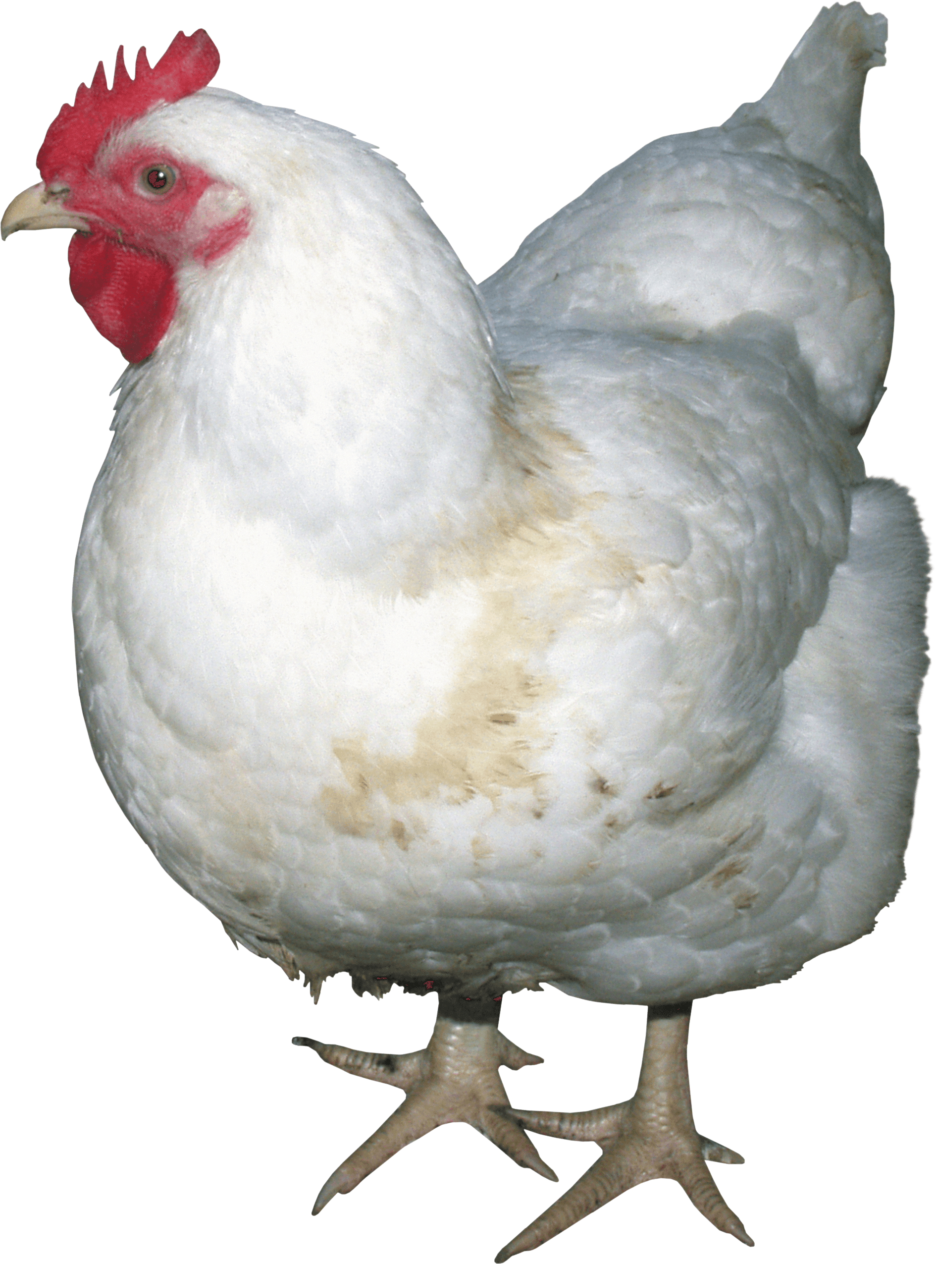 Download PNG image - Chicken Bird PNG Isolated Image 