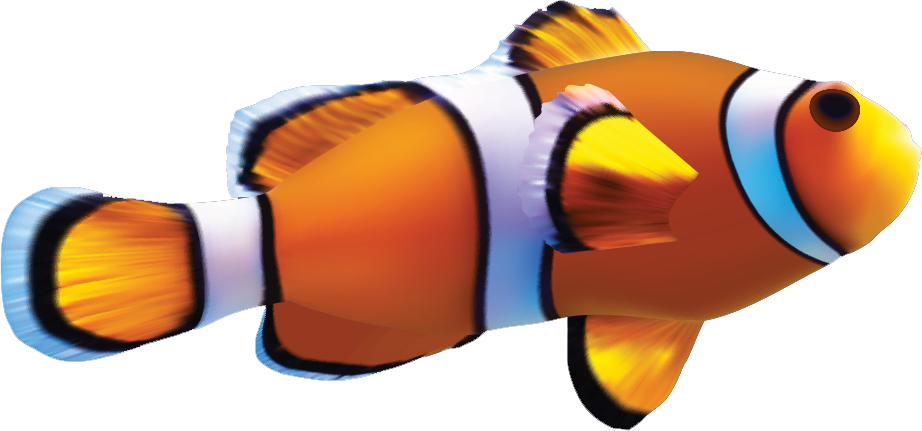 Download PNG image - Clown Fish PNG 