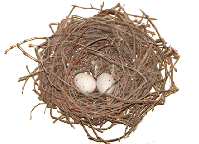 Download PNG image - Eggs Bird Nest PNG 