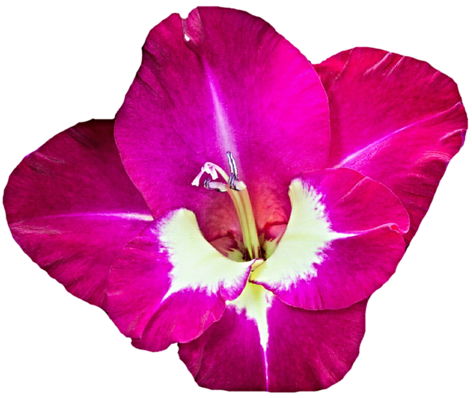 Download PNG image - Gladiolus PNG Free Download 