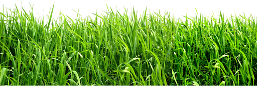 Download PNG image - Green Field PNG Transparent Image 