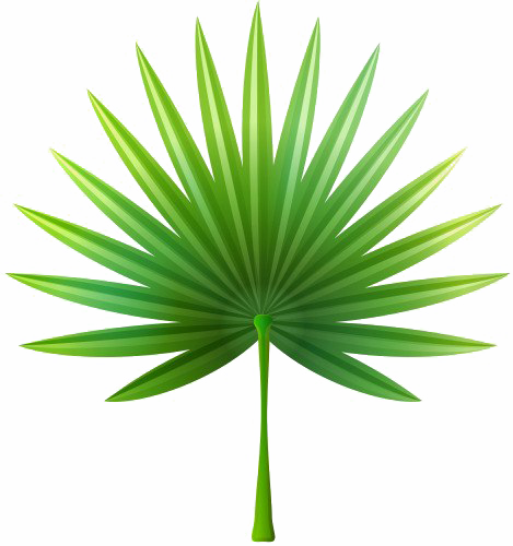 Download PNG image - Green Palm Leaves PNG Transparent Image 