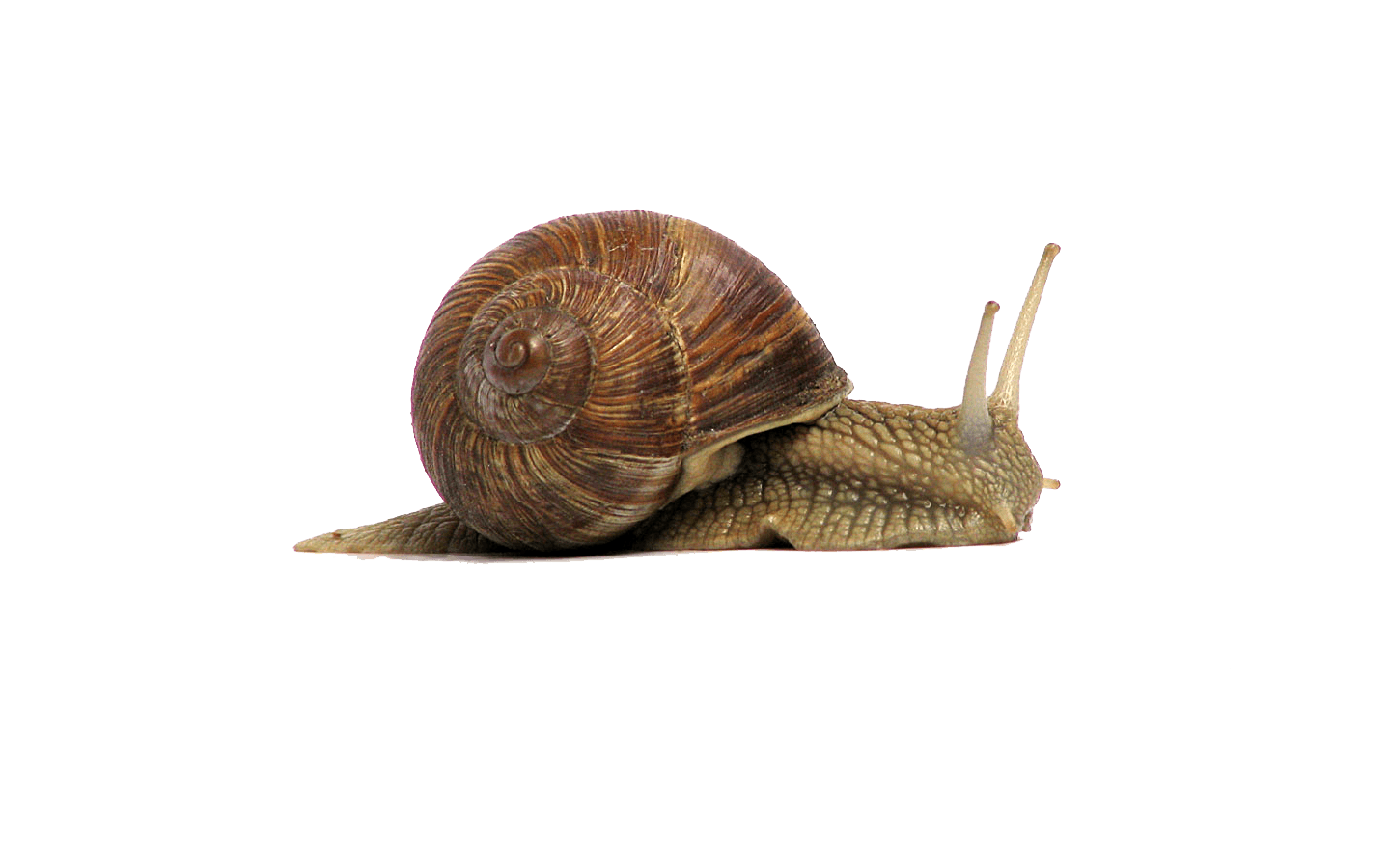 Download PNG image - Snails PNG Photo 
