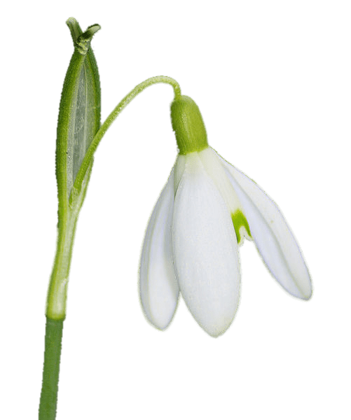 Download PNG image - Snowdrop PNG HD 