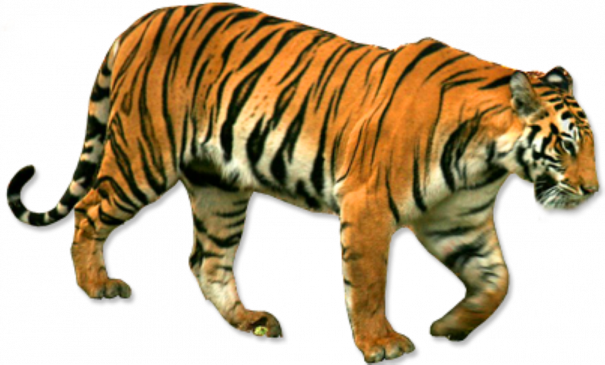 Download PNG image - Tiger PNG Background Image 
