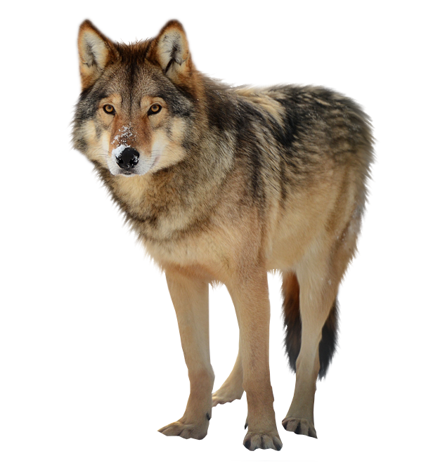 Download PNG image - Timber Wolf PNG 