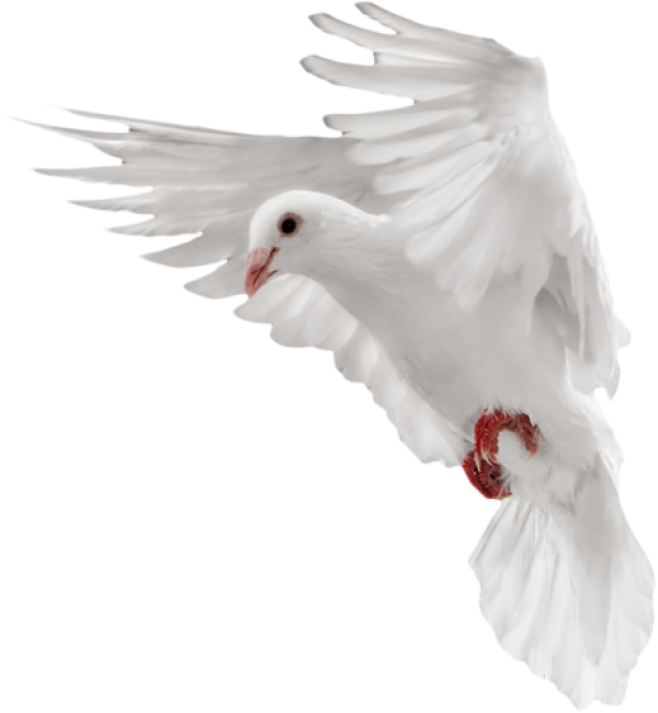 Download PNG image - White Pigeon Dove PNG Transparent Image 