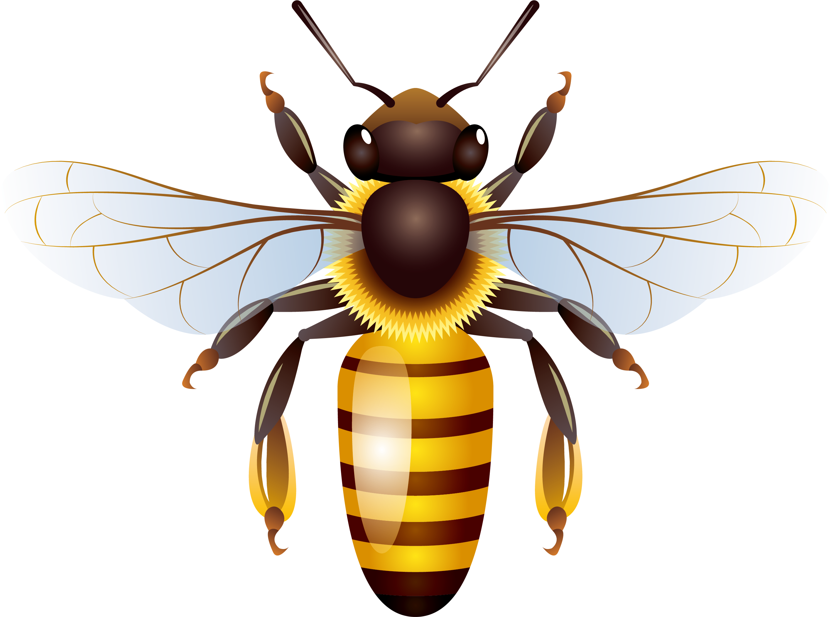 Download PNG image - Yellow Honey Bee Vector PNG File 