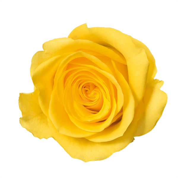 Download PNG image - Yellow Rose PNG Image 