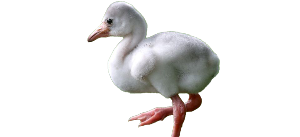Download PNG image - Baby Flamingo PNG HD 