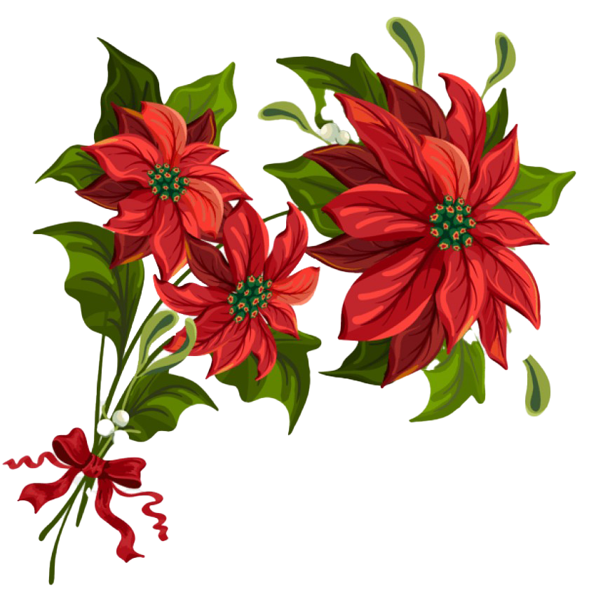 Download PNG image - Christmas Poinsettia PNG Transparent Picture 