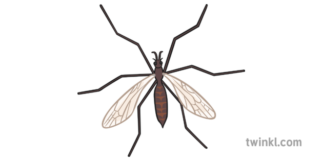 Download PNG image - Crane Fly PNG Pic 
