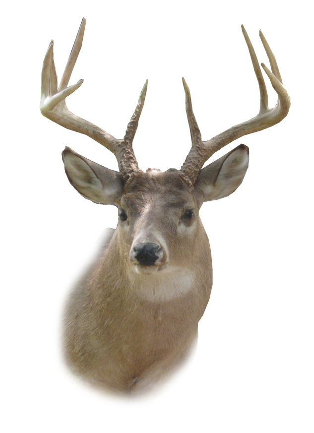 Download PNG image - Deer Head PNG HD 