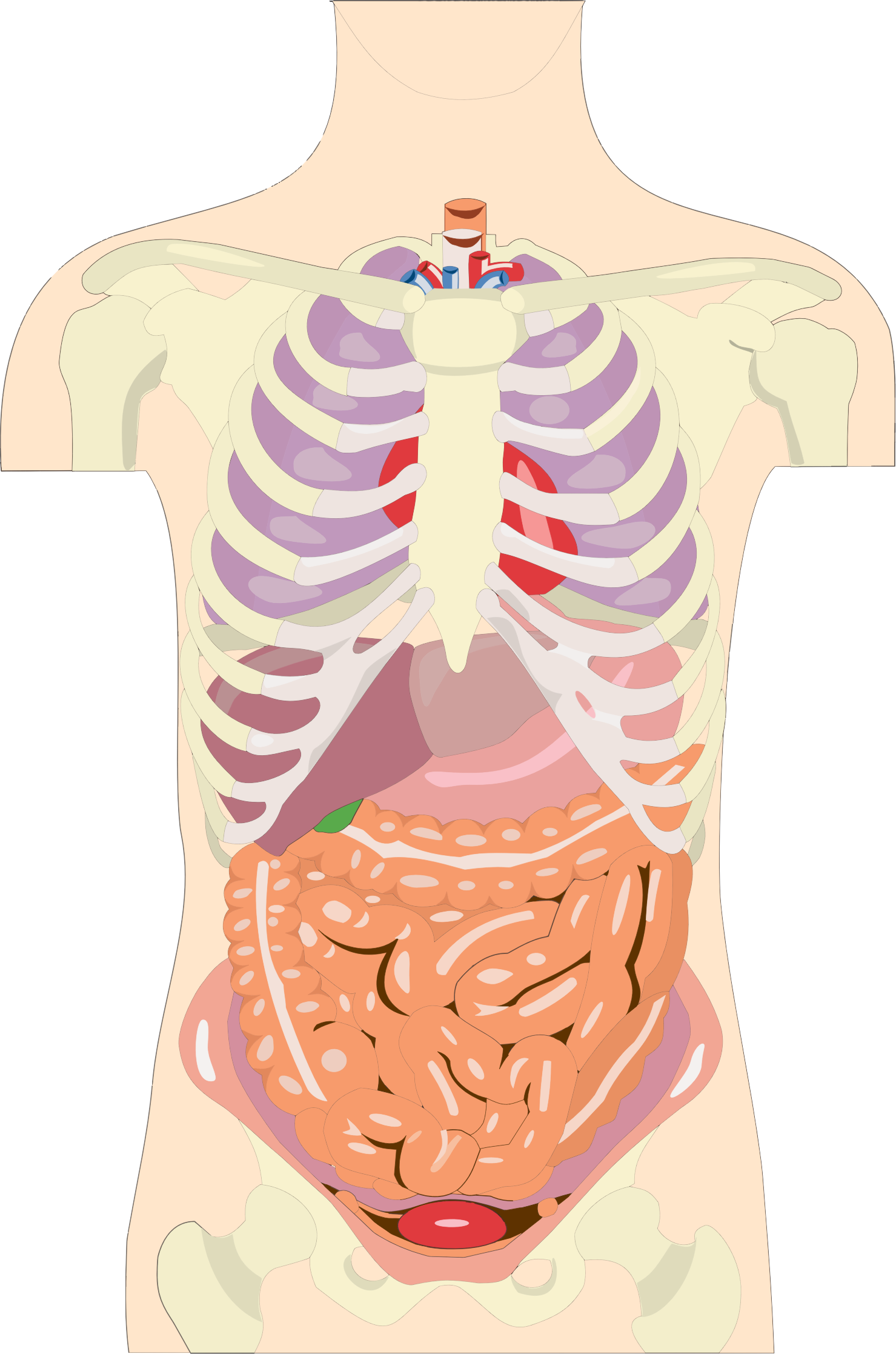Download PNG image - Human Body Anatomy PNG HD 