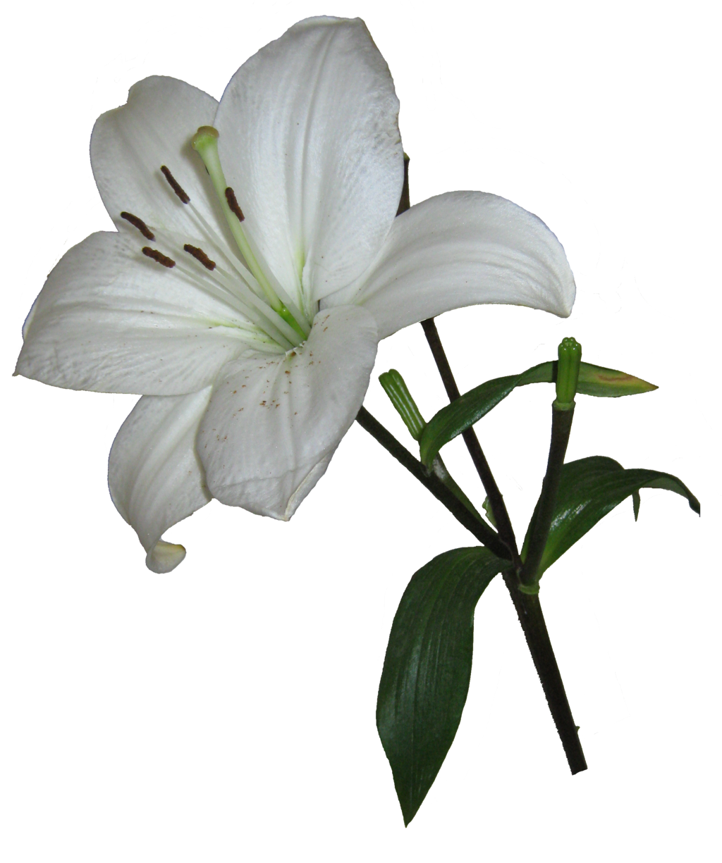 Download PNG image - Lily PNG Photos 
