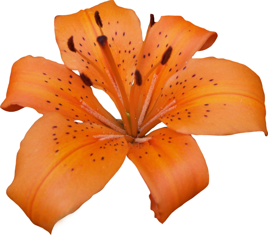 Download PNG image - Lily PNG Pic 