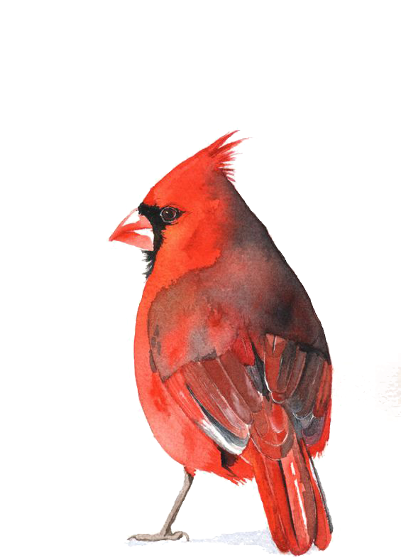 Download PNG image - Pied Northern Cardinal PNG Photos 
