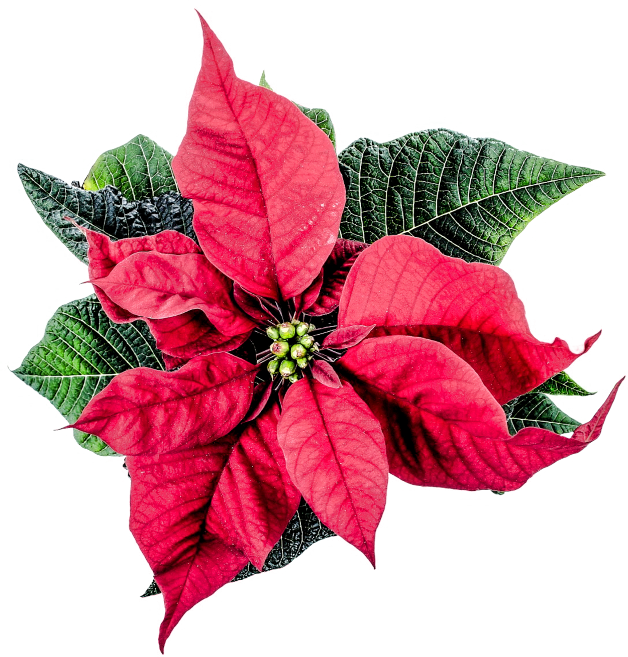 Download PNG image - Poinsettia PNG Clipart 