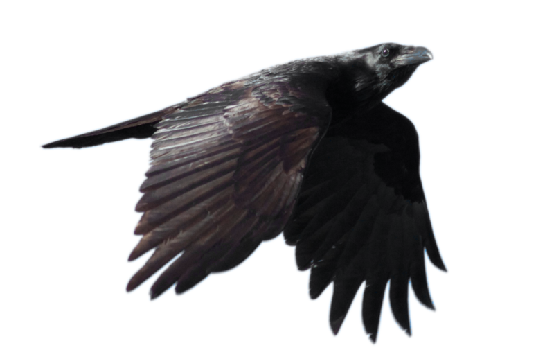 Download PNG image - Raven Flying PNG Free Download 