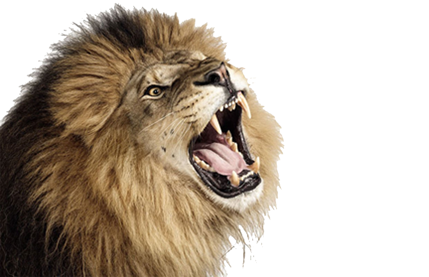 Download PNG image - Roaring Lion PNG Photos 