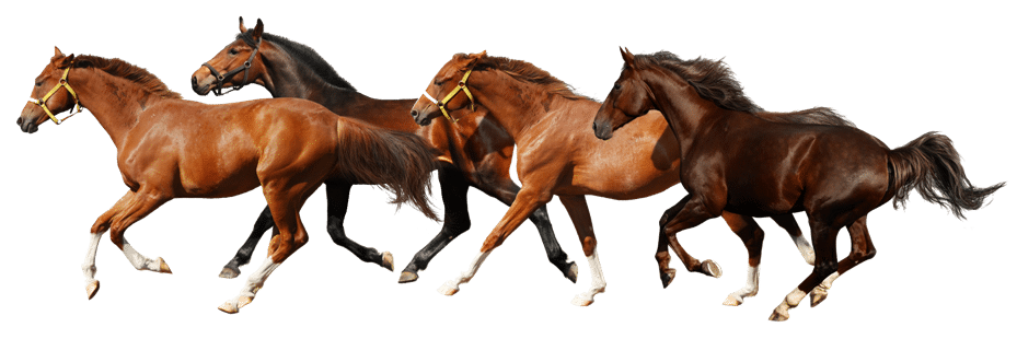 Download PNG image - Running Horse PNG Picture 