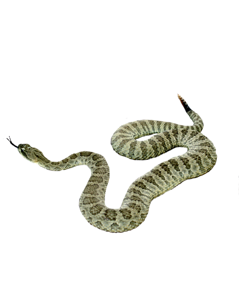 Download PNG image - Snake PNG Transparent Picture 