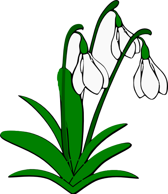 Download PNG image - Snowdrop PNG Isolated Picture 