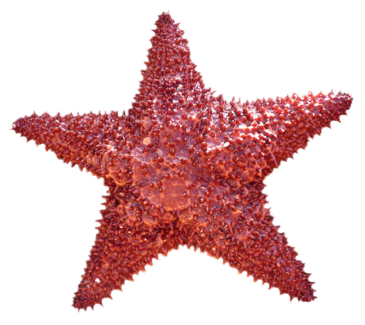 Download PNG image - Starfish PNG Image 