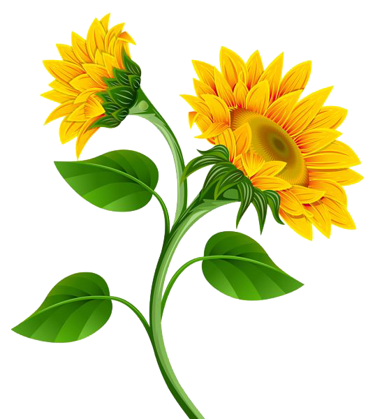 Download PNG image - Sunflower PNG Photo 