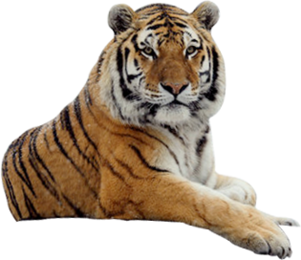 Download PNG image - Tiger PNG Isolated Pic 