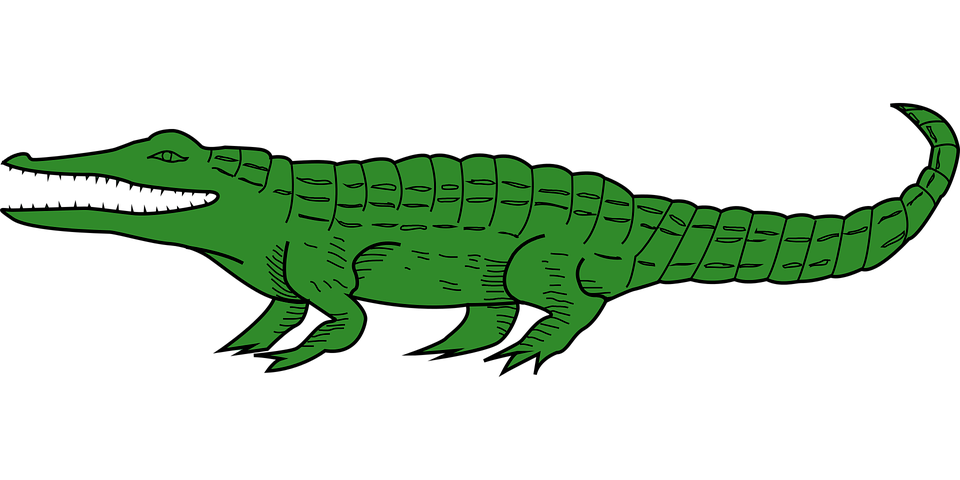 Download PNG image - Vector Alligator PNG Transparent HD Photo 