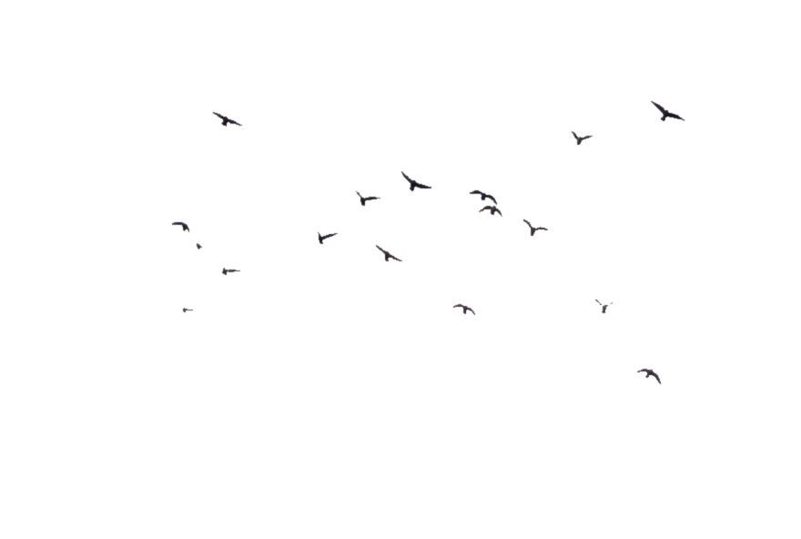 Download PNG image - Vector Flock of Birds PNG Transparent Image 