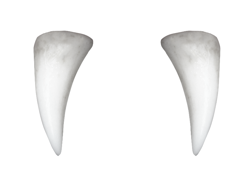 Download PNG image - White Tooth Transparent Background 