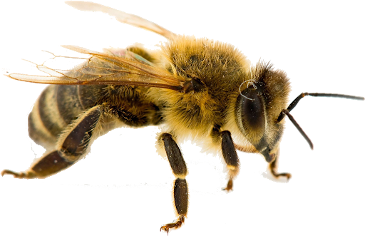 Download PNG image - Yellow Honey Bee PNG Transparent Image 