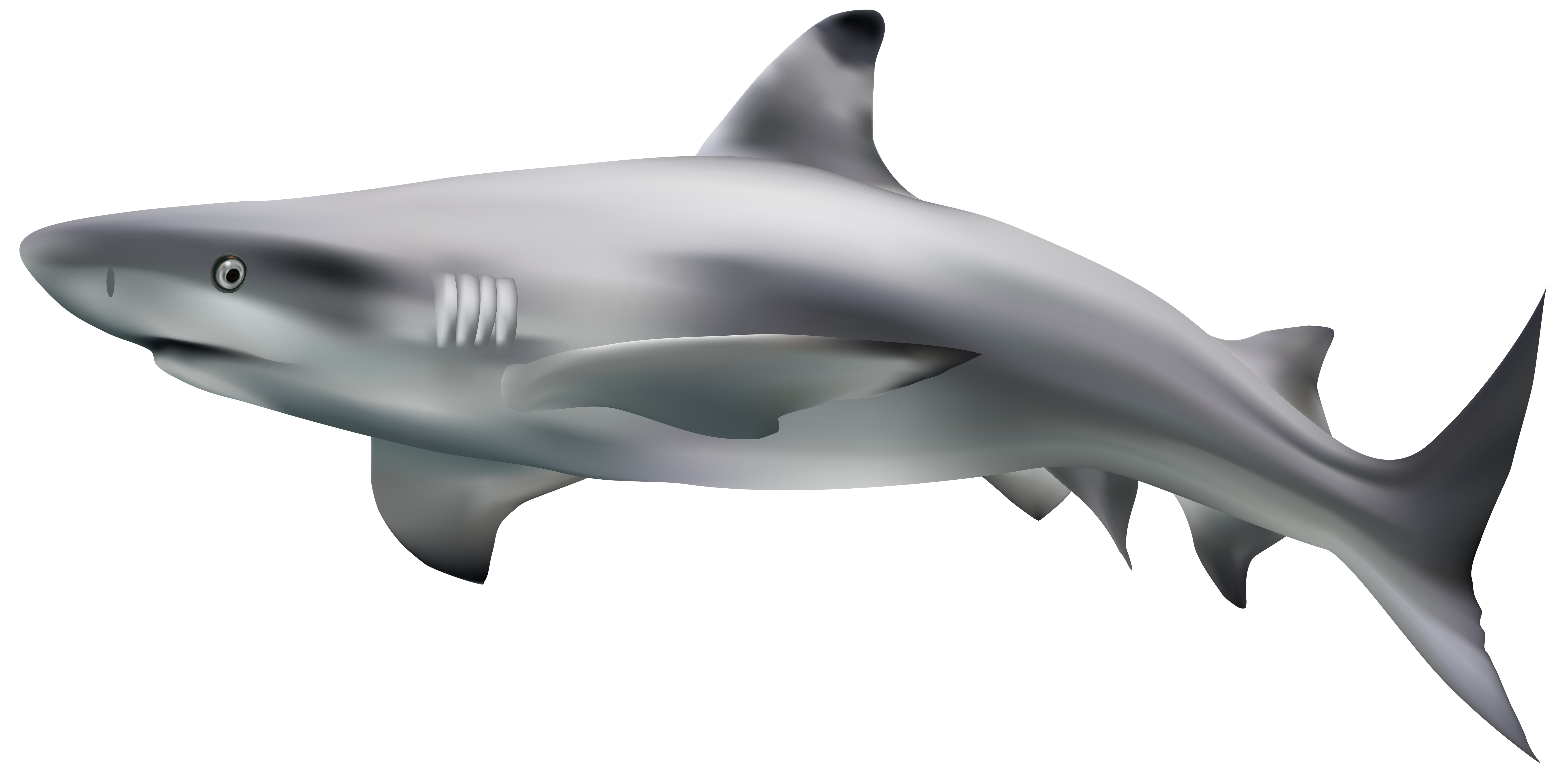 Download PNG image - Big Megalodon Shark PNG Photos 