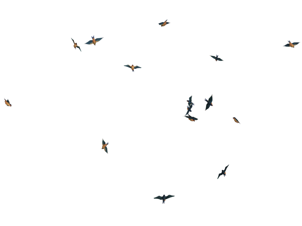Download PNG image - Birds PNG Picture 