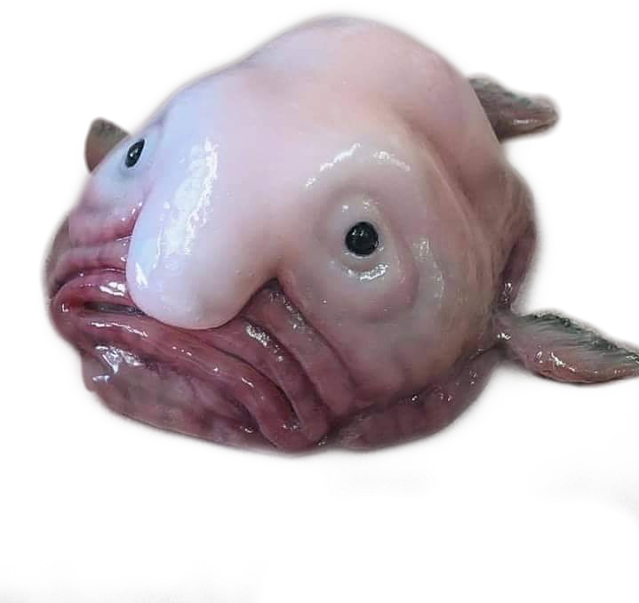 Download PNG image - Blob Fish PNG Isolated Photo 