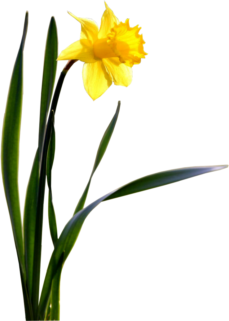 Download PNG image - Daffodil PNG Photo 