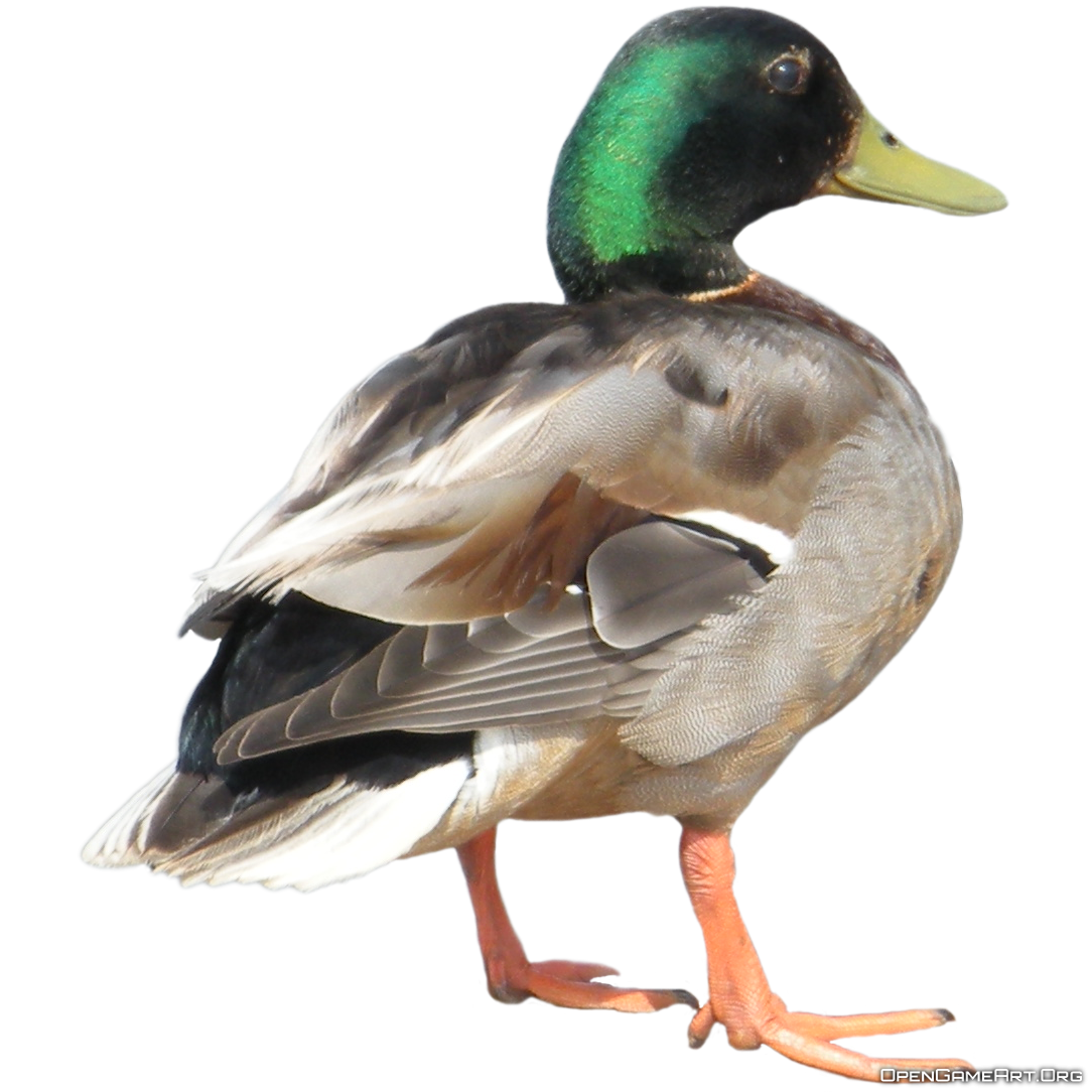 Download PNG image - Duck PNG File 