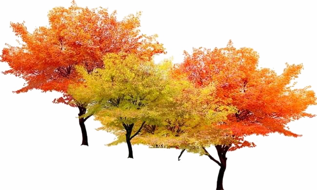Download PNG image - Fall Tree Download PNG Image 