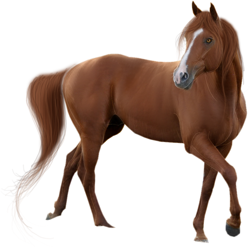 Download PNG image - Horse PNG Isolated Picture 